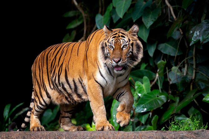 Jaipur to Ranthambore Tiger reserve Safari Day trip All Inclusive - Getting From Jaipur to the Park: Comfort and Timing