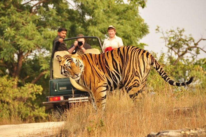 Jaipur to Ranthambore Tiger reserve Safari Day trip All Inclusive - Drivers, Communication, and the Little Details That Matter