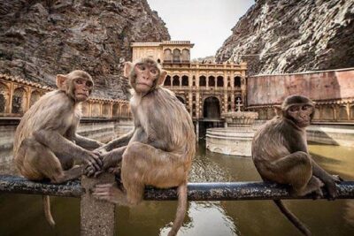 Jaipur Tour By Car & Guide - Private Full Day Sightseeing with Tickets - Monkey Temple in Jaipur: the 1-hour stop between palaces