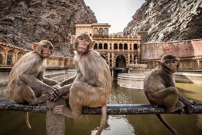 Jaipur Tour By Car & Guide - Private Full Day Sightseeing with Tickets - Monkey Temple in Jaipur: the 1-hour stop between palaces