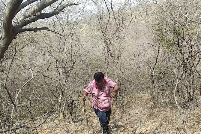 Jaipur Trekking and Hiking Tour with Guide - Weather reality check: sunrise hikes live and die by conditions