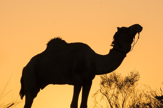 Jaisalmer: 2-Day Thar Desert Experience - Getting There: Hotel Pickup and Jeep Time in Rajasthan