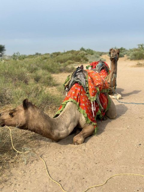 JAISALMER : DESERT EXPERIENCE SLEEPING UNDER THE STAR - Why This Star-Sleep Safari Feels Worth It Near Jaisalmer