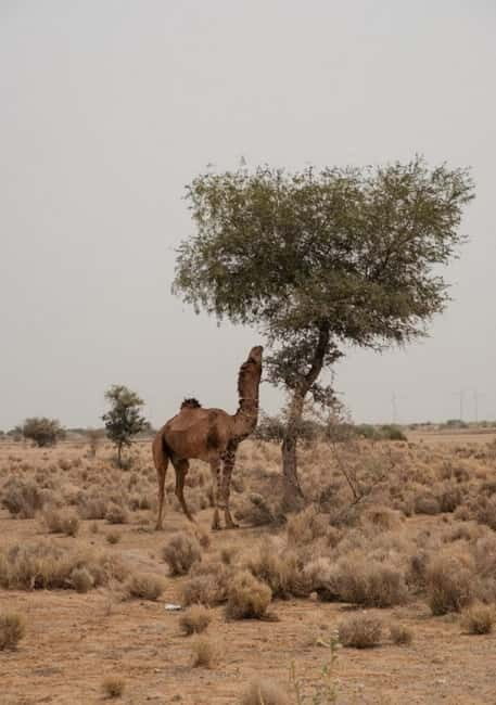 Jaisalmer: Experience a Luxury Desert Camping - Sunset on camelback: why the timing is the whole point