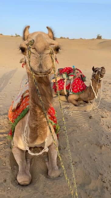 Jeep & Camel Ride, Musical Evening in The Desert Luxury Camp - Thar Desert camel ride: why the timing for sunset matters