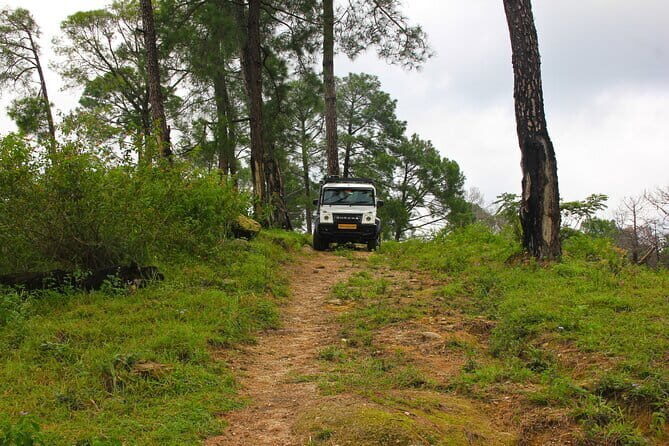 Jeep Safari and Picnic Tour - In the Jeep: Tea Gardens, Pine Forests, and Dhauladhar Views