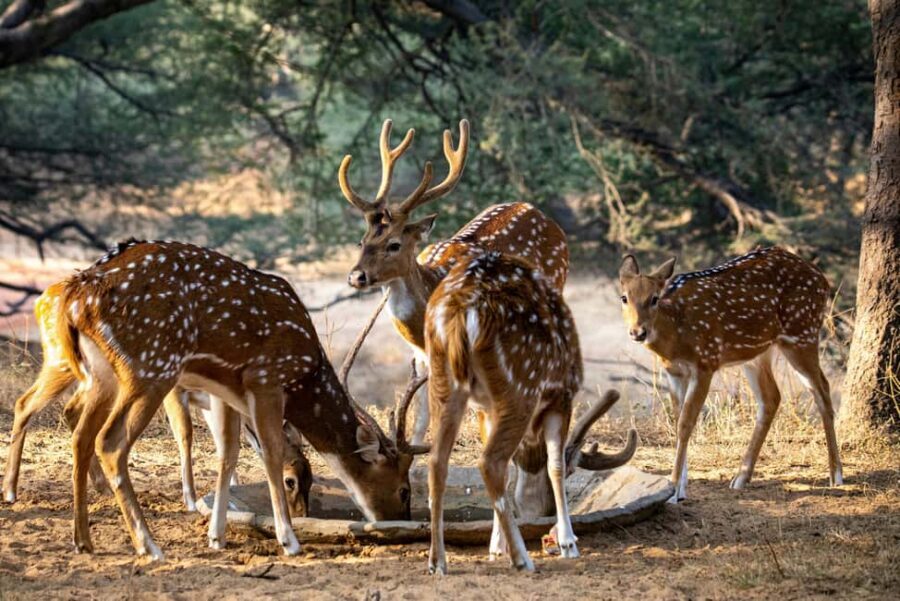 Jhalana Leopard Safari Jaipur – Sunrise & Sunset Jeep Safari - Wildlife you might see: what’s most realistic