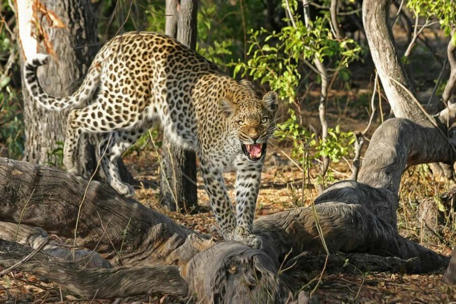 Jhalana Leopard Safari Jaipur – Sunrise & Sunset Jeep Safari - The jeep, comfort, and who should (and shouldn’t) go