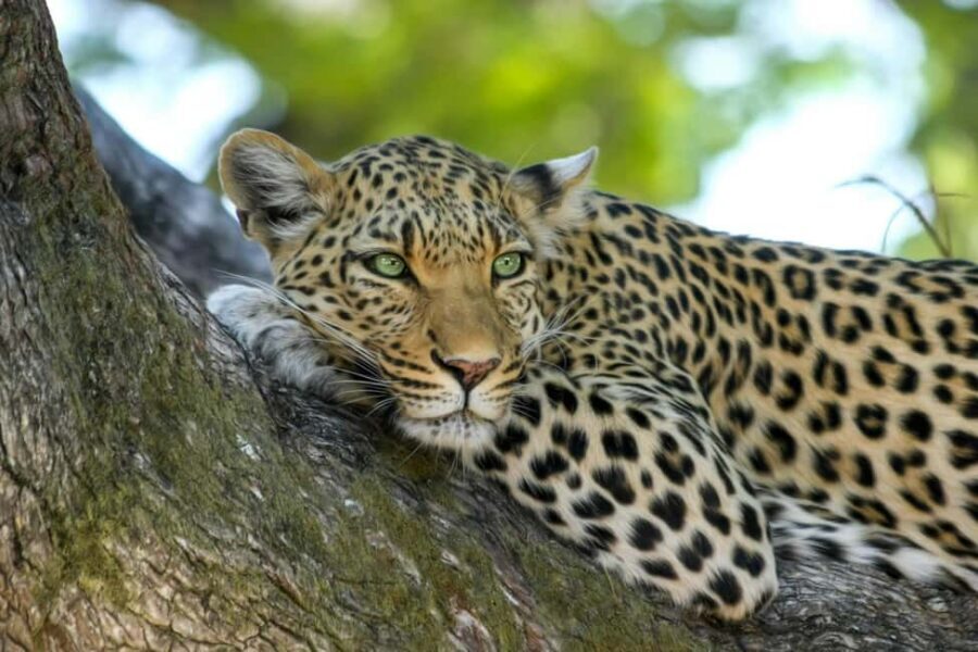 Jhalana Leopard Safari Jaipur – Sunrise & Sunset Jeep Safari - What’s included, what’s not, and what to pack