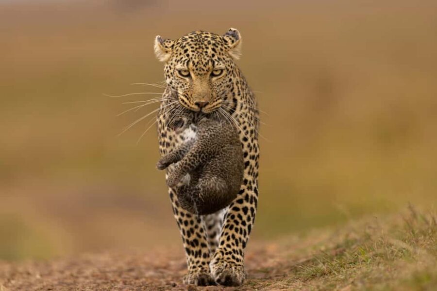 Jhalana Leopard Safari Jaipur – Sunrise & Sunset Jeep Safari - The 3-hour flow: what happens from Jhalana to back again