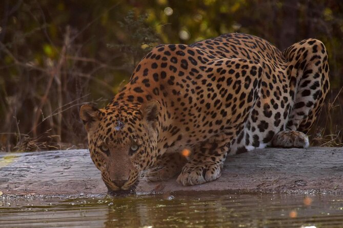 Jhalana Panther Safari Park Tour in Jaipur - Where Jhalana Panther Safari fits into Jaipur (and why it’s worth the time)