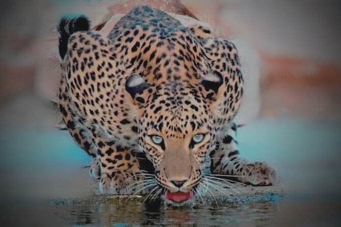 Jhalana Panther Safari Park Tour in Jaipur - Your 2.5-hour loop at Jhalana Leopard Safari Park: what happens in real time