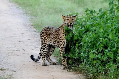 Jhalana Panther Safari Park Tour in Jaipur - The open 4x4 ride: what it’s like and how to use it for better sightings