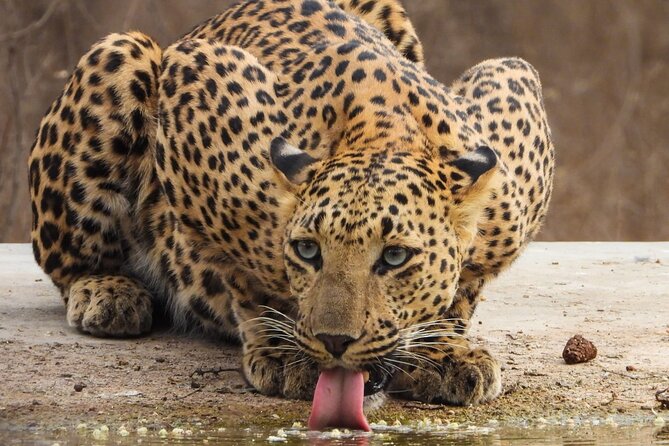 Jhalana Panther Safari Park Tour in Jaipur - Should you book the Jhalana Panther Safari Park Tour?