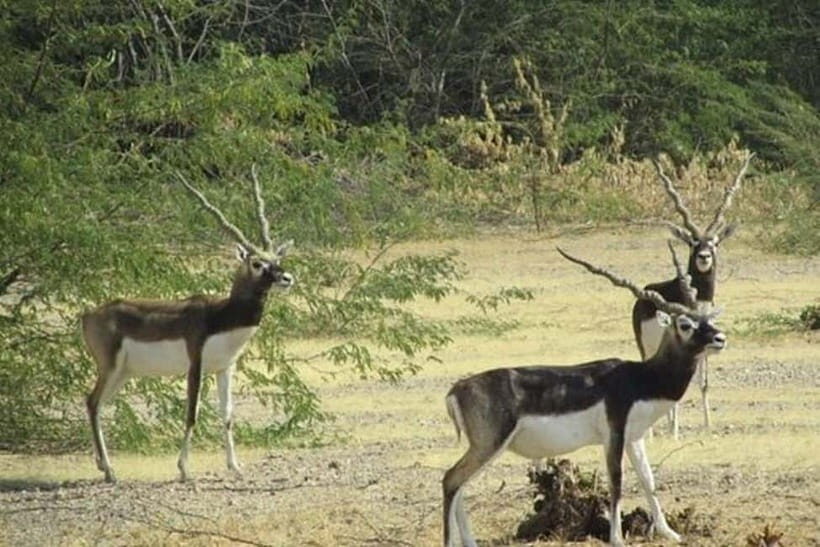 Jodhpur Bishnoi Village Safari Half Day Tour - Khejarla/Khejarli and the Khejri tree sacrifice story