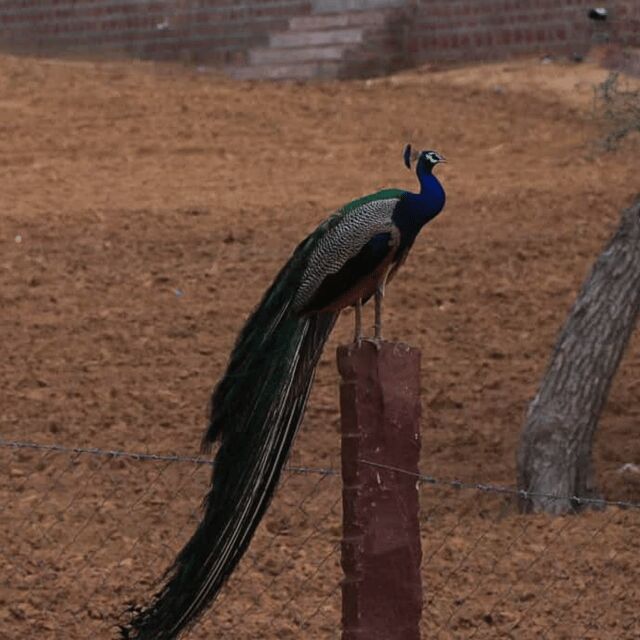 Jodhpur Desert Camel Safari With Cooking Class With Sumer - Marwari Vegetarian Food You Actually Make and Eat