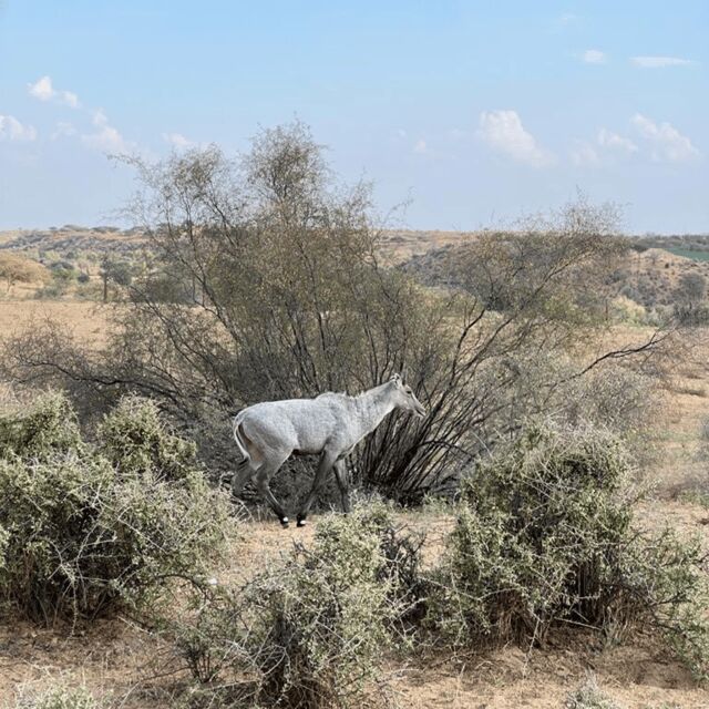 Jodhpur Desert Camel Safari With Cooking Class With Sumer - The 6-Hour Timeline: Enjoyable Pace, Not a Marathon