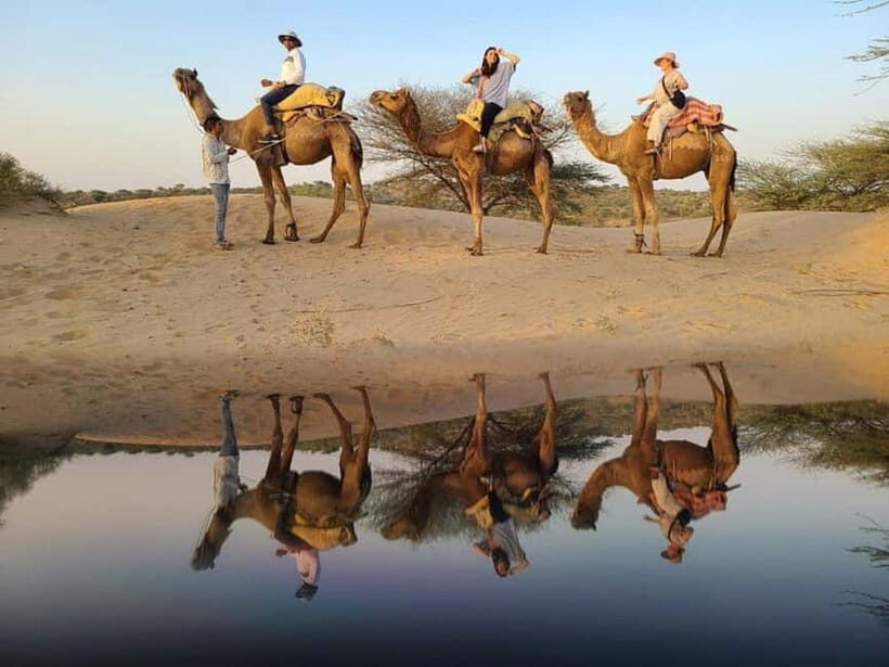 Jodhpur : Jeep Safari, Camel Ride,Buffet Dinner & Folk Dance - What I’d Do to Get the Best Day