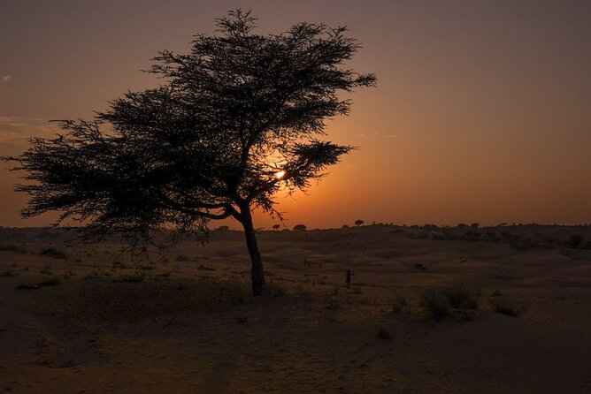 Jodhpur overnight desert camping with camel safari Jodhpur - Round-Trip Pickup by AC Car: The Easiest Part of the Plan