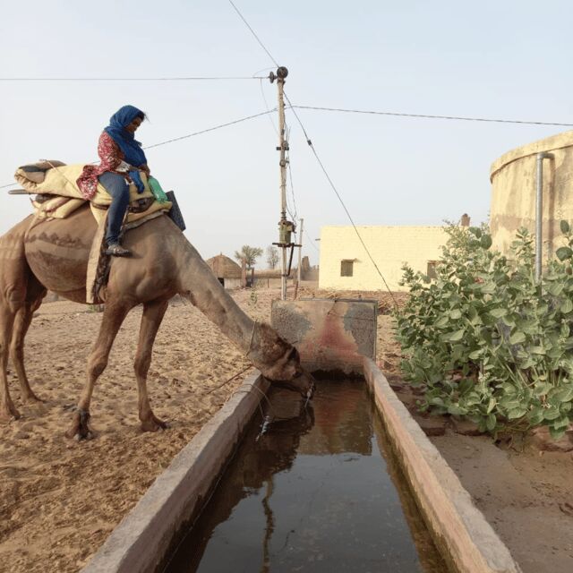 Jodhpur OvernightStay In Desert Rural Village With CamelRide - Stargazing and sleep options: open sky or straw hut (plus a comfort twist)