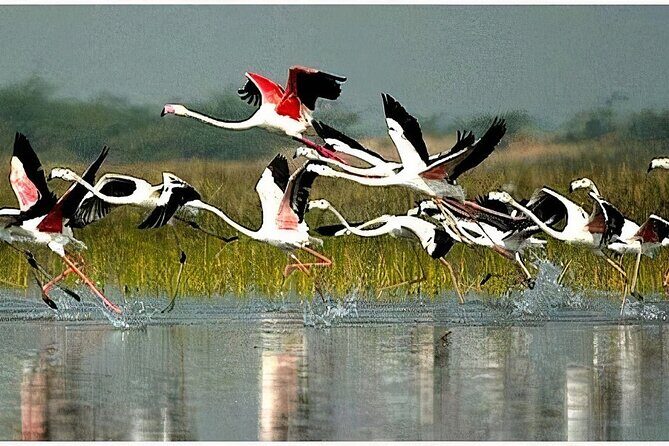 Keoladeo Birds Park Tour From Agra To Jaipur Including Entry - Key highlights you’ll care about