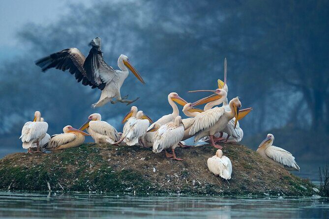 Keoladeo Birds Park Tour From Agra To Jaipur Including Entry - Agra to Jaipur that feels like a day out, not a bus ride