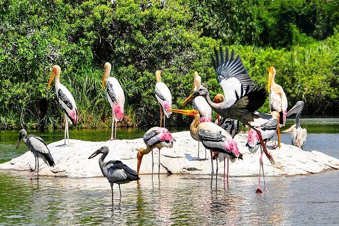 Keoladeo Birds Park Tour From Agra To Jaipur Including Entry - Keoladeo National Park: the bird sanctuary with serious presence