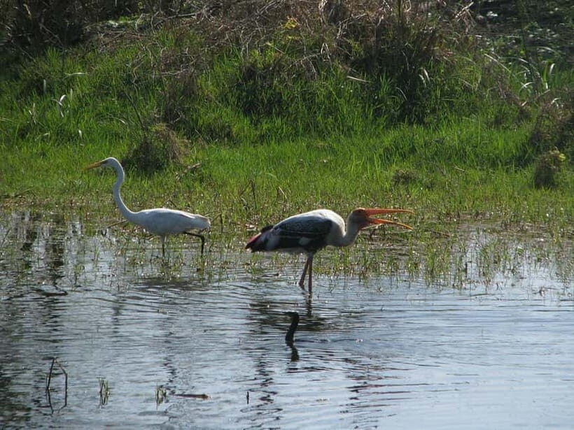 Keoladeo National Park Tickets and Guided Tour - Who Should Book This Keoladeo Tour (and Who Should Skip)