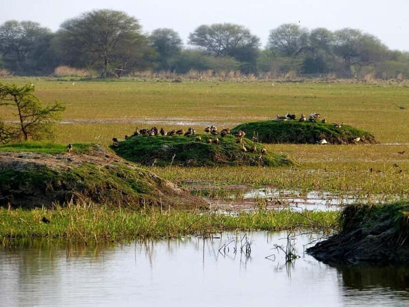 Keoladeo National Park Tickets and Guided Tour - What You Can Expect to See: Pythons, Sambar Deer, and Birds Up Close