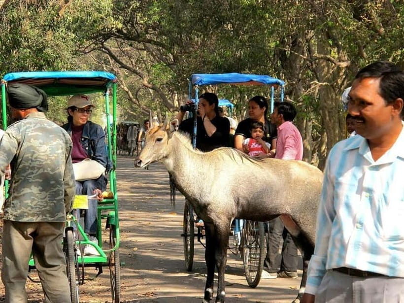 Keoladeo National Park Tickets and Guided Tour - The 3-Hour Rhythm: How to Use Your Time Well