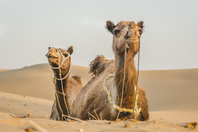 Million Stars Experience - Desert Camp & Stargazing in Jaisalmer - Riding Through the Desert National Park Zone