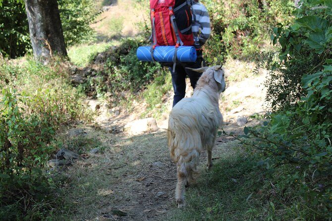 Nagtibba Trek (Dehradun to Dehradun) - Group size, pacing, and how this feels in practice
