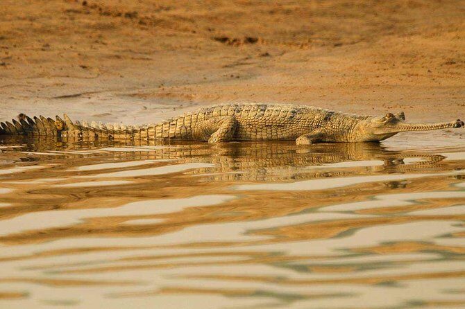 National Chambal Sanctuary and Alligator Day Tour from Agra - Key Highlights You’ll Actually Feel