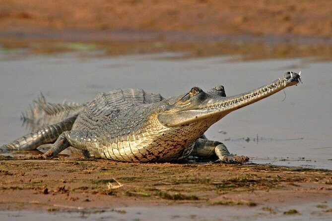 National Chambal Sanctuary and Alligator Day Tour from Agra - Why National Chambal Sanctuary Is a Smart Swap From Agra