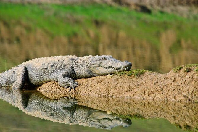 National Chambal Sanctuary and Alligator Day Tour from Agra - Bateshwar Temples on the Yamuna: Brass Bells and a Quick History Pause