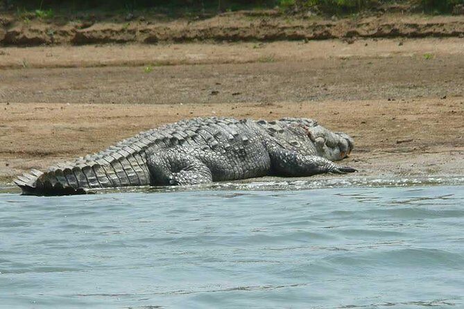 National Chambal Sanctuary and Alligator Day Tour from Agra - The Motorized Boat Safari: How the Naturalist Guide Changes Everything