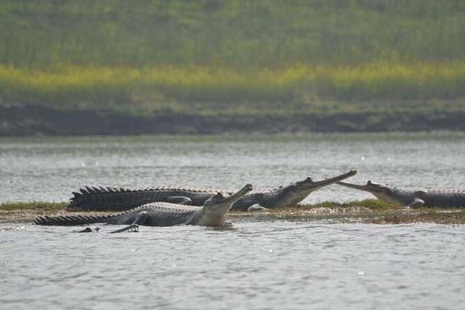 National Chambal Sanctuary and Alligator Day Tour from Agra - Getting There: Drive Time, Comfort, and the Real Flow of the Day