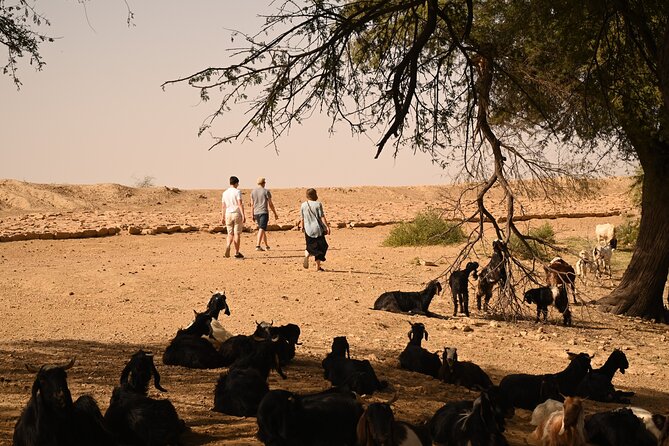 Non-Touristic Overnight Camel Safari with Stargazing Hidden Tour In Desert - Camel Over Golden Dunes: The Part You’ll Actually Feel