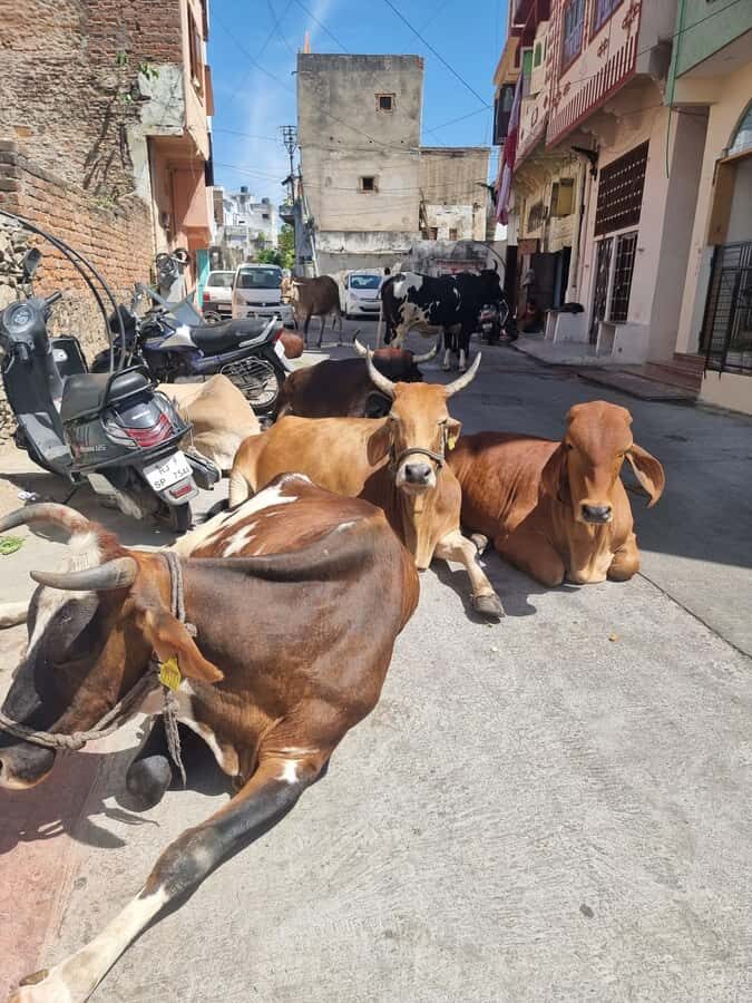 Old city heritage walk and local life experience - From Temple Lanes to Lake Ghats: The First Big Impression