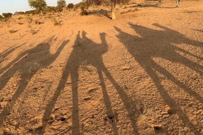 Overnight Camping With Camel Safari In Jodhpur - Price And Value: Is $94 Per Person A Fair Deal?
