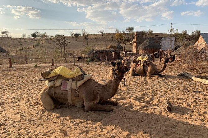 Overnight Stay In Swiss Tent With Camel Safari & Folk Dance - Getting Out of Jodhpur: Pickup Timing and the Drive to Osian