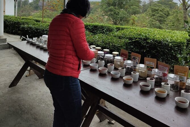 Palampur Tea Garden Tour - Palampur Tea Gardens: what you’re really buying for $39.67