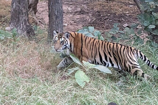 Panna National Park and Tiger Reserve Jeep Safari from Khajuraho - Panna Tiger Reserve: the smart add-on to a Khajuraho trip