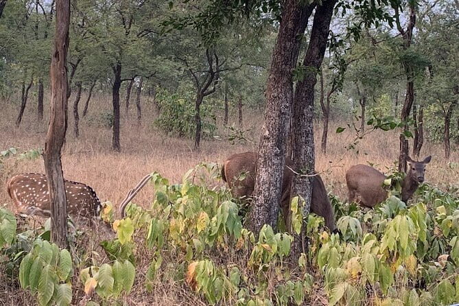 Panna National Park and Tiger Reserve Jeep Safari from Khajuraho - Inside the core protected area safari: open Gypsy basics