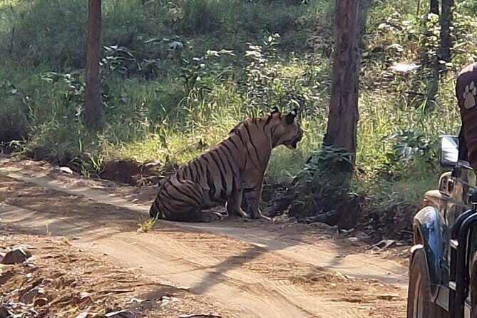 Panna National Park and Tiger Reserve Jeep Safari from Khajuraho - Getting to the park: private hotel transfer, then shared jeep
