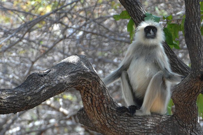 Panna Tiger Reserve Tour from Khajuraho - Why Panna Tiger Reserve works as a Khajuraho day trip
