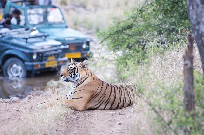 Private 2-Day Tour to Ranthambhore Tiger Safari from Jaipur - Key Highlights You’ll Feel Day One