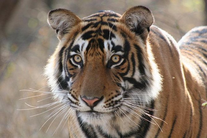 Private 2-Day Tour to Ranthambhore Tiger Safari from Jaipur - Jaipur to Ranthambhore: The 8:00am Start That Actually Works