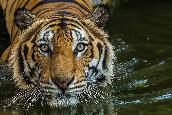 Private 2-Day Tour to Ranthambhore Tiger Safari from Jaipur - Day 2: Lunch, Then the Return to Jaipur