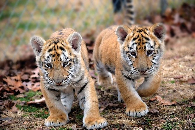 Private 2-Day Tour to Ranthambhore Tiger Safari from Jaipur - The Biggest Reality Check: Safaris Are a Search, Not a Guaranteed Show